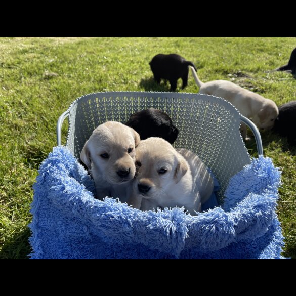 Labrador Retriever - Both