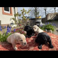 Labrador Retriever - Both