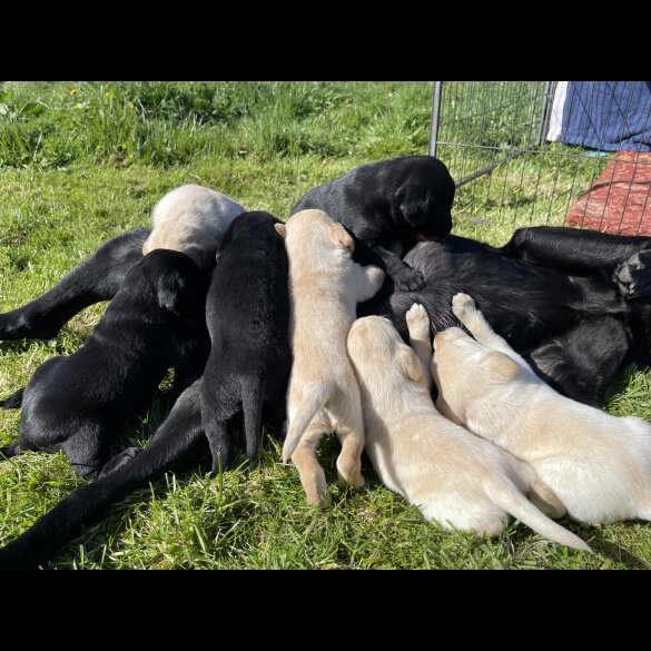 Labrador Retriever - Both