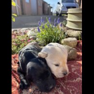 Labrador Retriever - Both