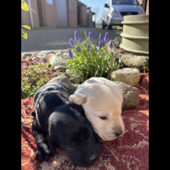 Labrador Retriever - Both