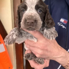 Cocker Spaniel (Working &amp; Show) - Both