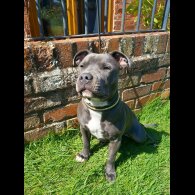 Staffordshire Bull Terrier