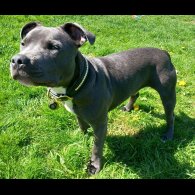 Staffordshire Bull Terrier