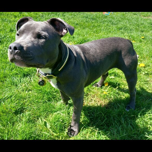 Staffordshire Bull Terrier