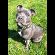 Staffordshire Bull Terrier