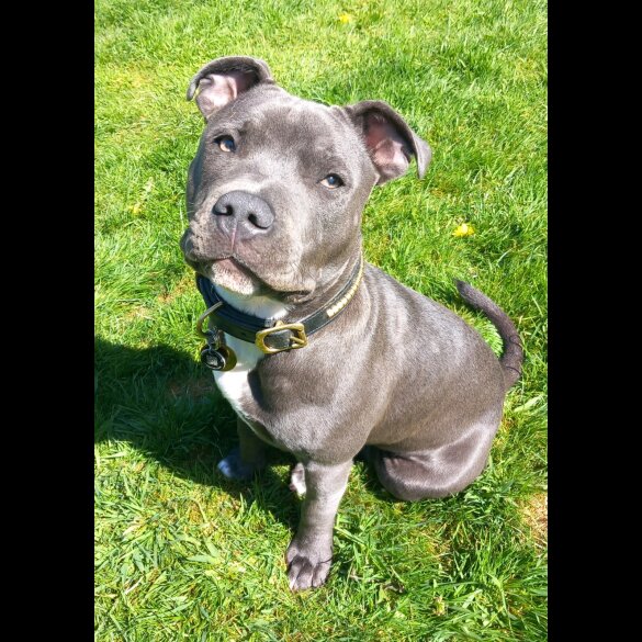 Staffordshire Bull Terrier