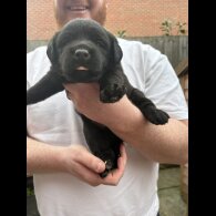 Labrador Retriever - Both