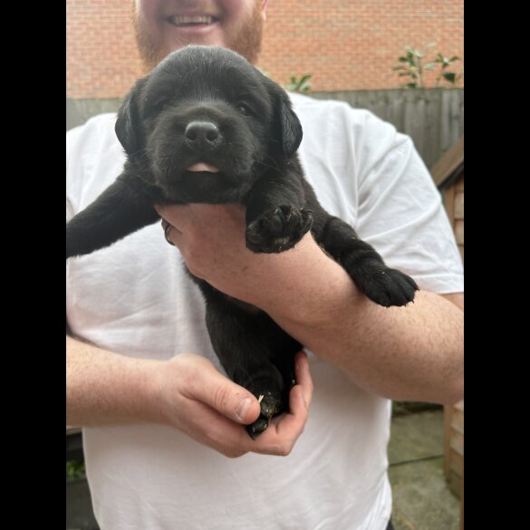 Labrador Retriever - Both