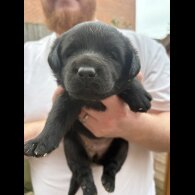 Labrador Retriever - Both