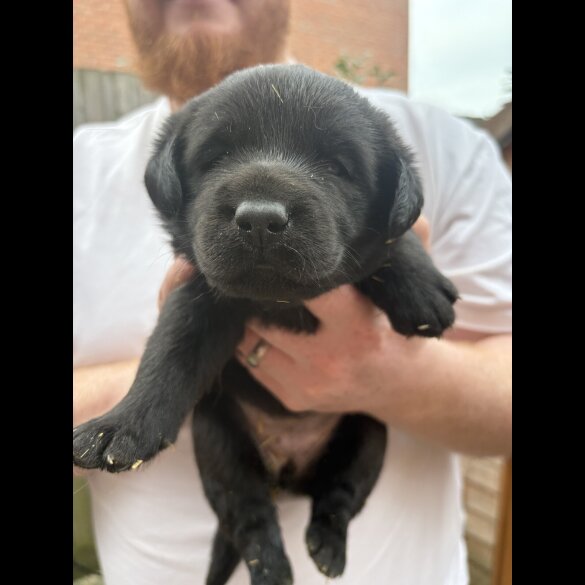 Labrador Retriever - Both