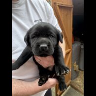 Labrador Retriever - Both