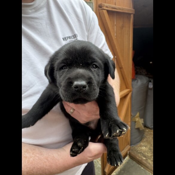 Labrador Retriever - Both