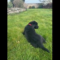 Labrador Retriever - Both