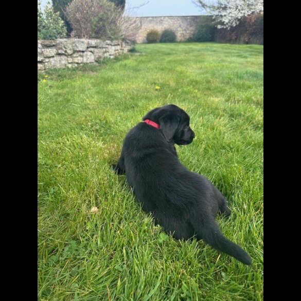 Labrador Retriever - Both
