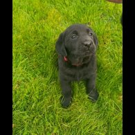 Labrador Retriever - Both