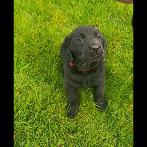 Labrador Retriever - Both