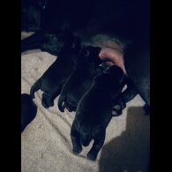 Labrador Retriever - Both