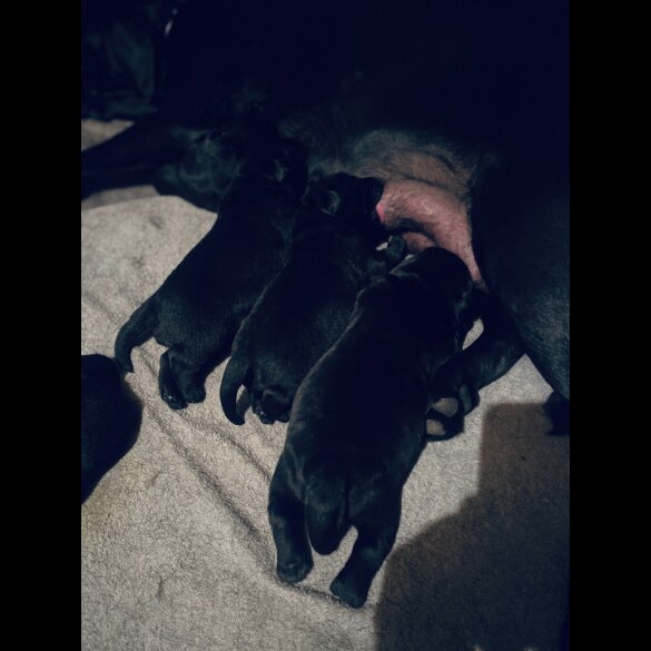Labrador Retriever - Both
