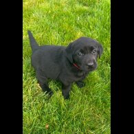 Labrador Retriever - Both