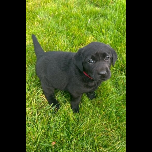 Labrador Retriever - Both