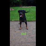 Rottweiler - Both