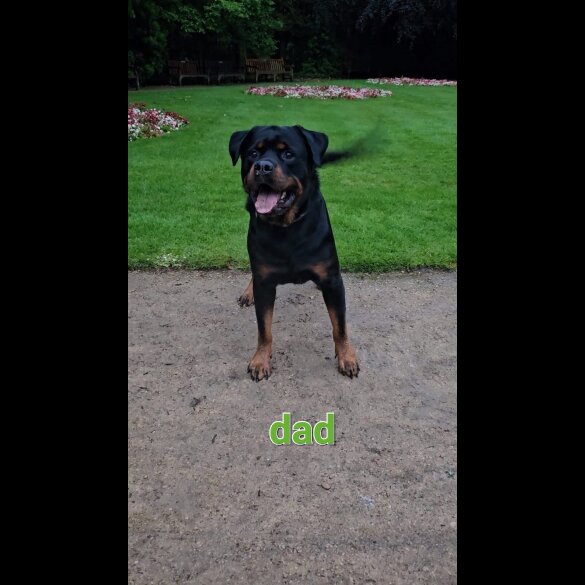 Rottweiler - Both