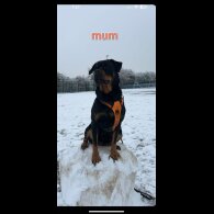 Rottweiler - Both