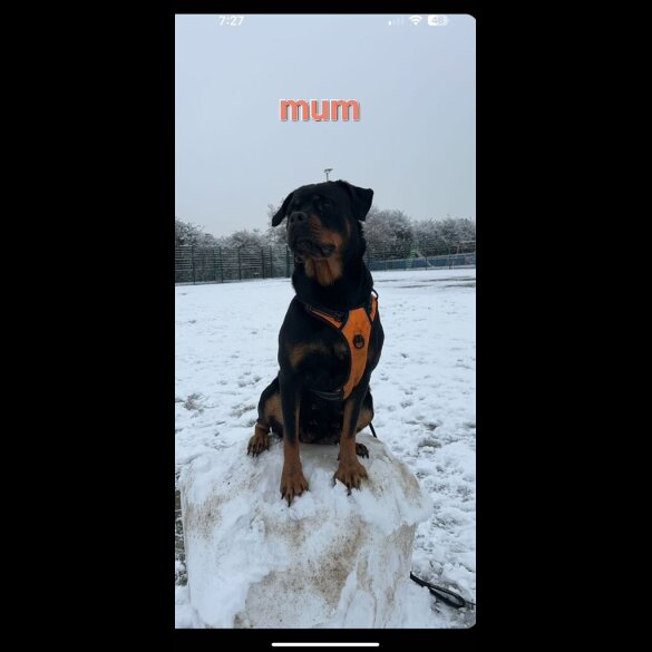 Rottweiler - Both