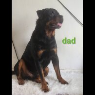 Rottweiler - Both