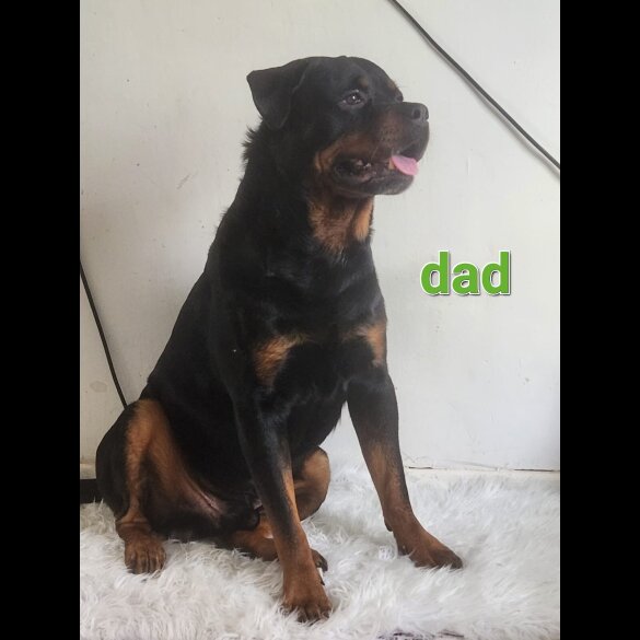 Rottweiler - Both