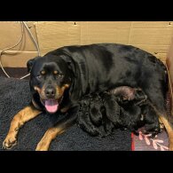 Rottweiler - Both