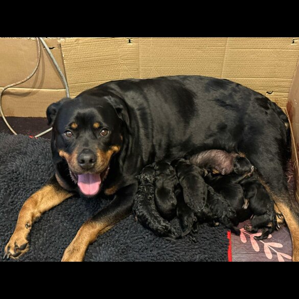 Rottweiler - Both