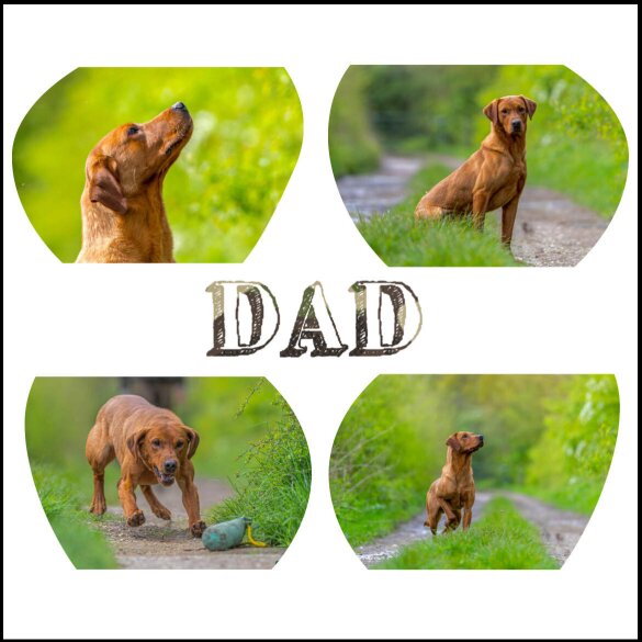 Labrador Retriever - Both