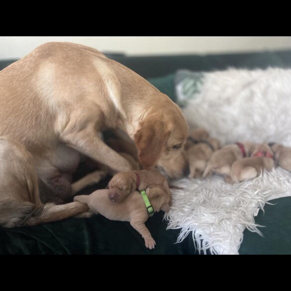 Labrador Retriever - Both