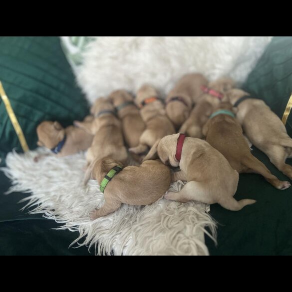 Labrador Retriever - Both