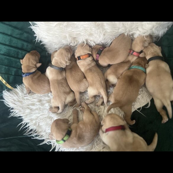 Labrador Retriever - Both