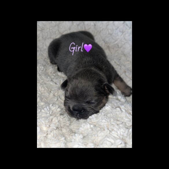 French Bulldog - Both