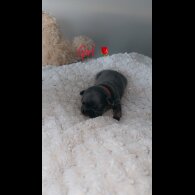 French Bulldog - Both