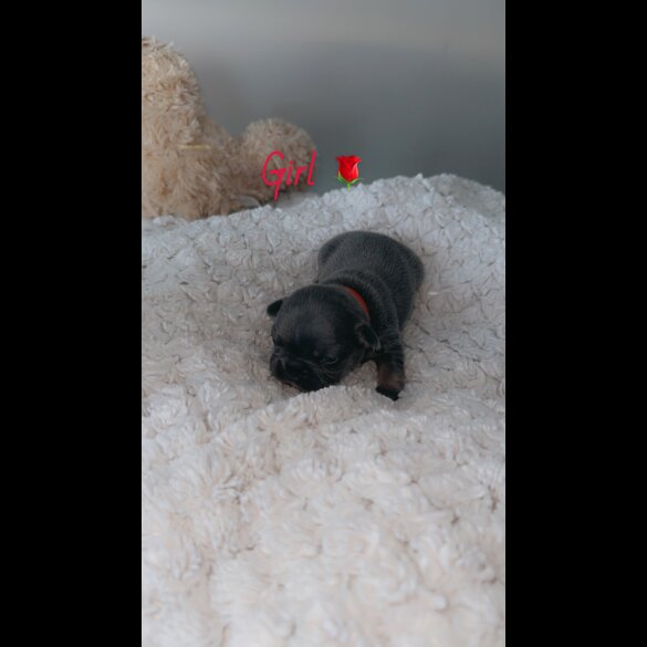 French Bulldog - Both
