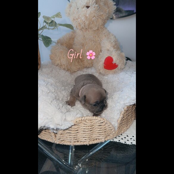 French Bulldog - Both