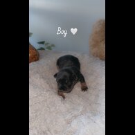 French Bulldog - Both