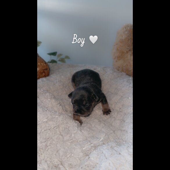 French Bulldog - Both