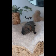 French Bulldog - Both