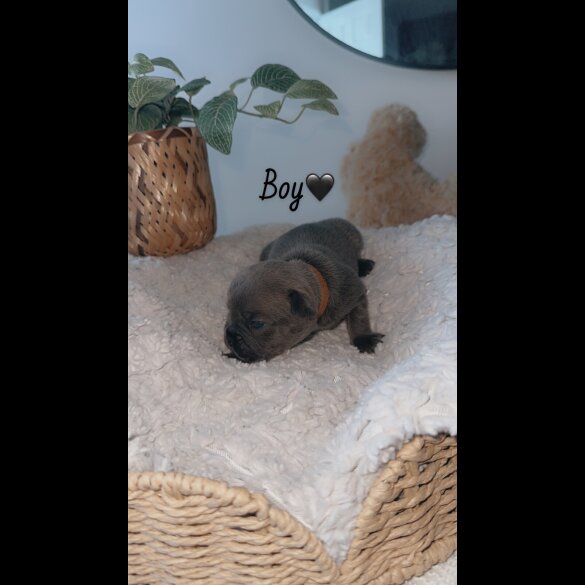 French Bulldog - Both