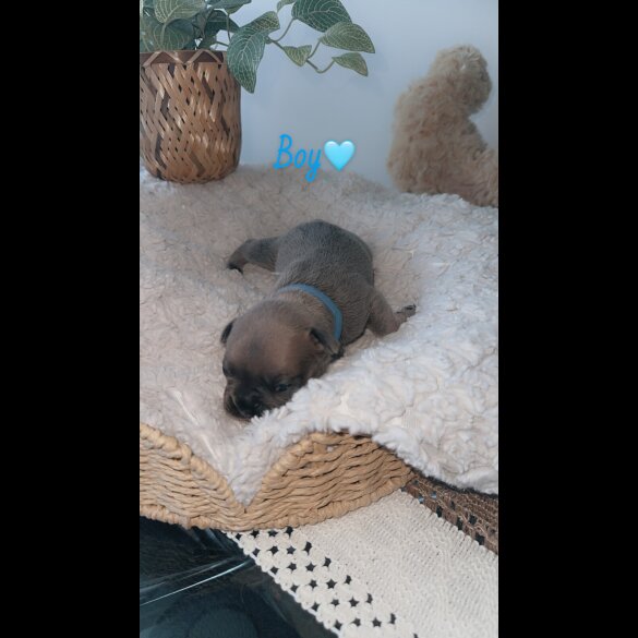 French Bulldog - Both
