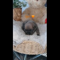 French Bulldog - Both