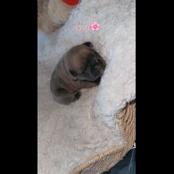 French Bulldog - Both