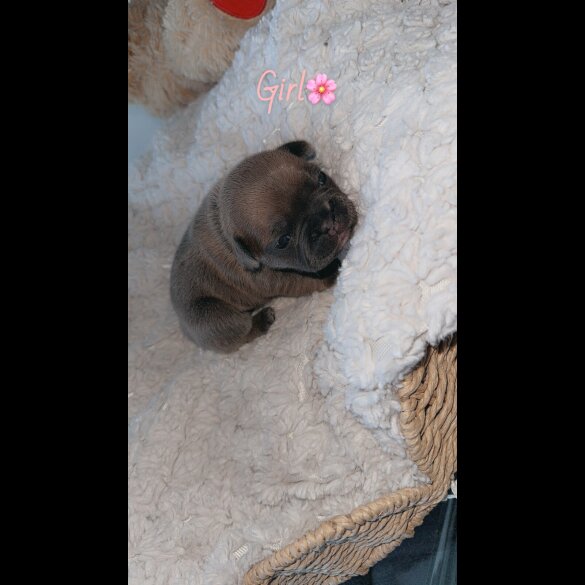 French Bulldog - Both