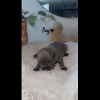French Bulldog - Both